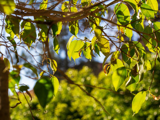 Tree leaves backlit