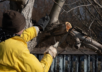 Man cuts trees with a saw in the garden. Work in the garden