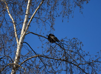 Crow sitting on a birch tree against the blue sky. It's spring. 