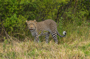 Leopard roaming its territory in the Khwai Concession area of Botswana Africa
