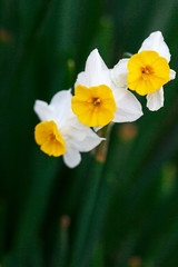 Small daffodils white 