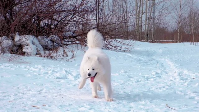 Beautiful white samoyed dog in winter park, slow motion