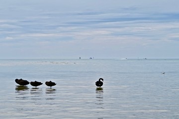 Black Swans Sleeping