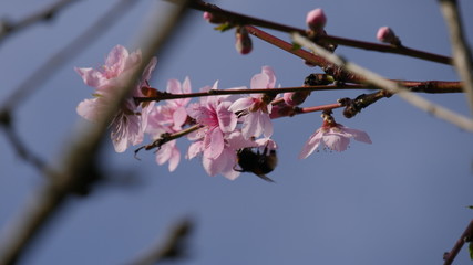 Cherry blossoms at spring