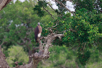 Grey-headed fish eagle on tree