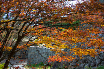 Branches with golden brown leaves during autum with brickwork in background