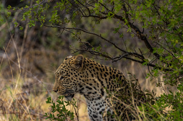 Leopard roaming its territory in the Khwai Concession area of Botswana Africa