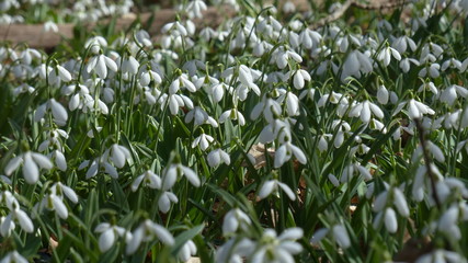 Obraz premium snowdrops.flower, nature, plant, green, grass, spring, beautiful, macro, garden, bloom, floral, natural, wild, sky, beauty, outdoors, daisy