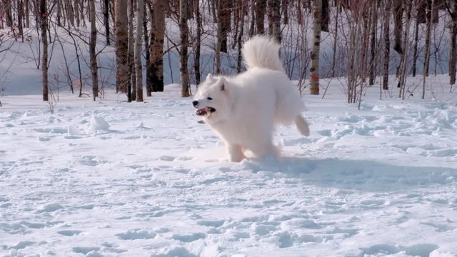 Beautiful white samoyed dog in winter park, slow motion