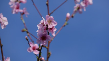 Fototapeta na wymiar Cherry blossoms at spring