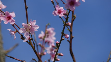Cherry blossoms at spring