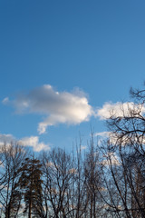 Autumn gloomy sky and leafless trees. Autumn winter weather forecast concept.