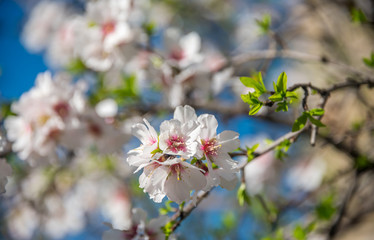Fruit Tree Blossoms in Spring in Southern Italy