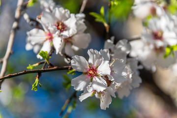 Fototapeta na wymiar Fruit Tree Blossoms in Spring in Southern Italy
