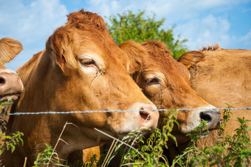 Cows grazing in the East Flemish Country Side.