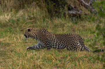Leopard roaming its territory in the Khwai Concession area of Botswana Africa