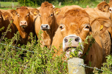 Cows grazing in the East Flemish Country Side.