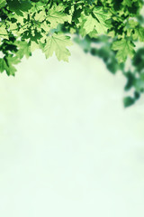 Green Background with Maple