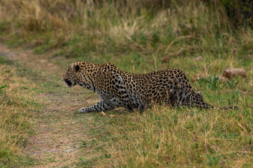 Leopard roaming its territory in the Khwai Concession area of Botswana Africa
