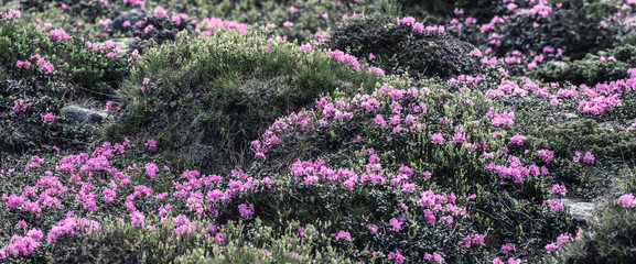 Wild Rhododendron Flowers