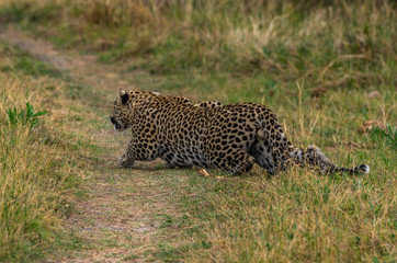 Leopard roaming its territory in the Khwai Concession area of Botswana Africa