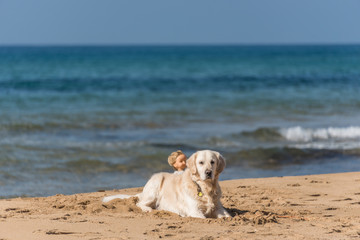Golden Retriever on a Mediterranean Beach with a Doll
