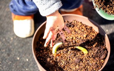 土を鉢植えに入れる子供の手