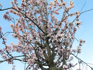 Flowering plum blossoms