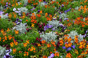 Group of mixed spring flowers in a garden in orange, blue and purple, including Viola tricolor