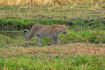 Leopard roaming its territory in the Khwai Concession area of Botswana Africa