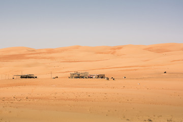 Fototapeta na wymiar Goats fence under desert dunes wahiba sands at sunset (Oman)