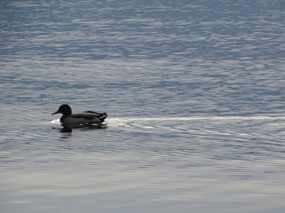 anatra che nuota tranquilla sulle acque del lago