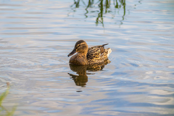 duck in water