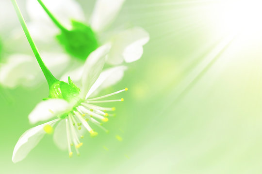 Natural spring background.  White cherry flowers on a delicate green background. Free copy  space. Artistic spring summer image. Ray og light.