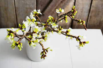 cherry flower blossom branch in enamel milk canister at white wooden table, old weathered wood wall background