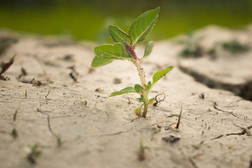Isolated small plant planted on a dried soil