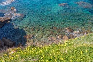 Yellow Flowers on the Beautiful Southern Italian Mediterranean Sea Coast