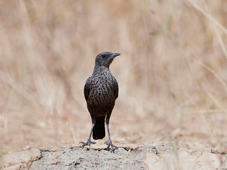 Northern anteater-chat (Myrmecocichla aethiops)