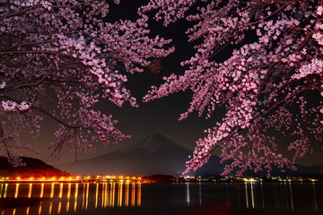 富士山と夜桜、山梨県河口湖にて