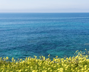 Fototapeta na wymiar Yellow Flowers on the Beautiful Southern Italian Mediterranean Sea Coast