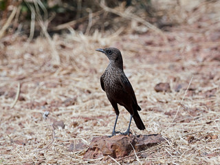 Northern anteater-chat (Myrmecocichla aethiops)