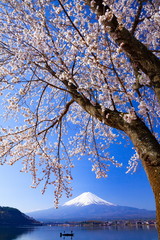 富士山と満開の桜、山梨県河口湖にて