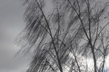 The branches of birch with a strong wind.