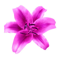 flower magenta lily isolated on white background with clipping path. Close-up. Nature.