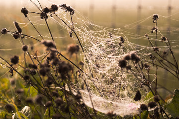 Spider net