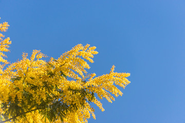 Mimosa Flowers Blooming in the Spring Against a Blue Sky