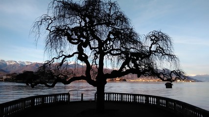 Albero solitario