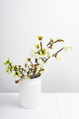 blossoming cherry flower branch at milk canister, white wood table