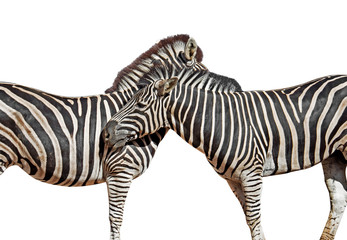 Close up Two Zebras Isolated on White Background with Clipping Path