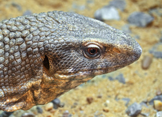 Head of Savannah Monitor Isolated on Stone with Sand Background